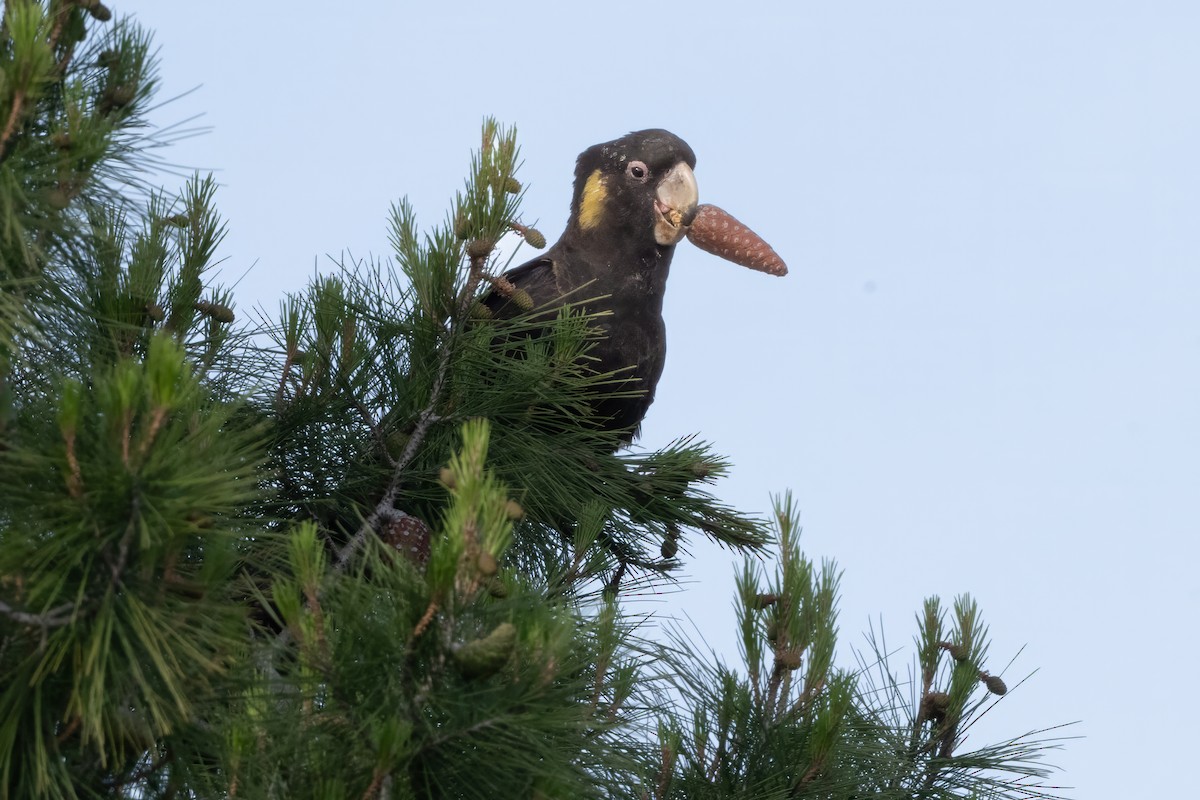 Yellow-tailed Black-Cockatoo - ML646616285