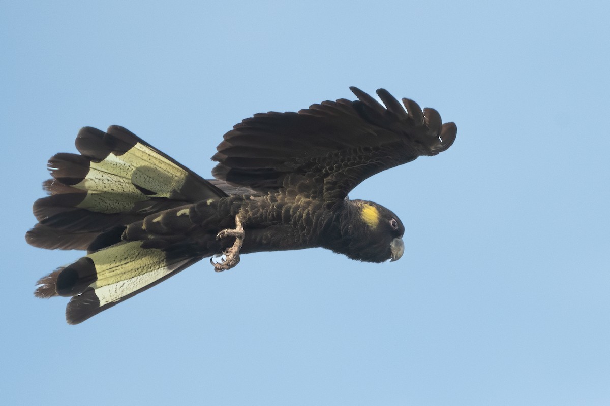 Yellow-tailed Black-Cockatoo - ML646616286
