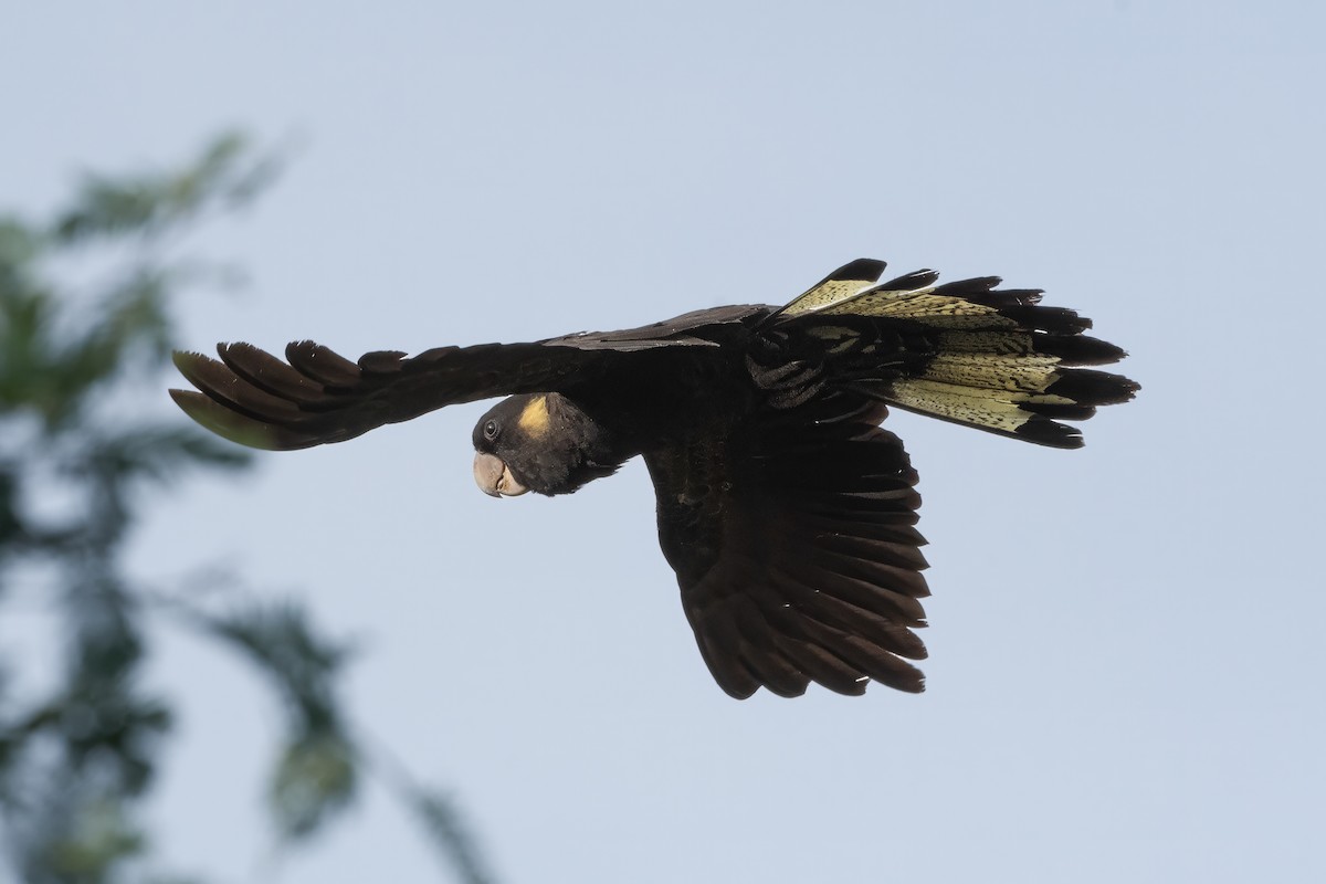 Yellow-tailed Black-Cockatoo - ML646616287