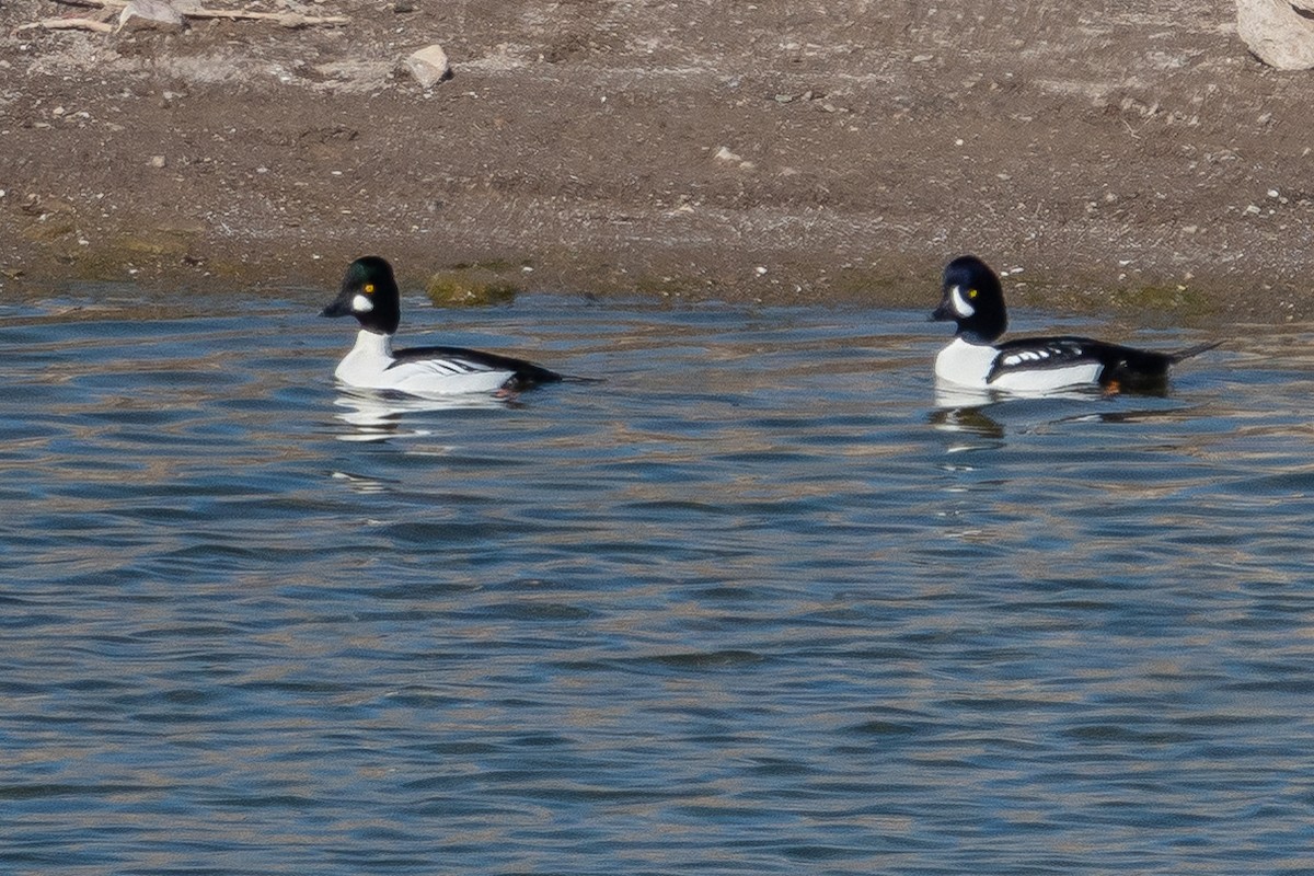 Исландский гоголь - ML646616289