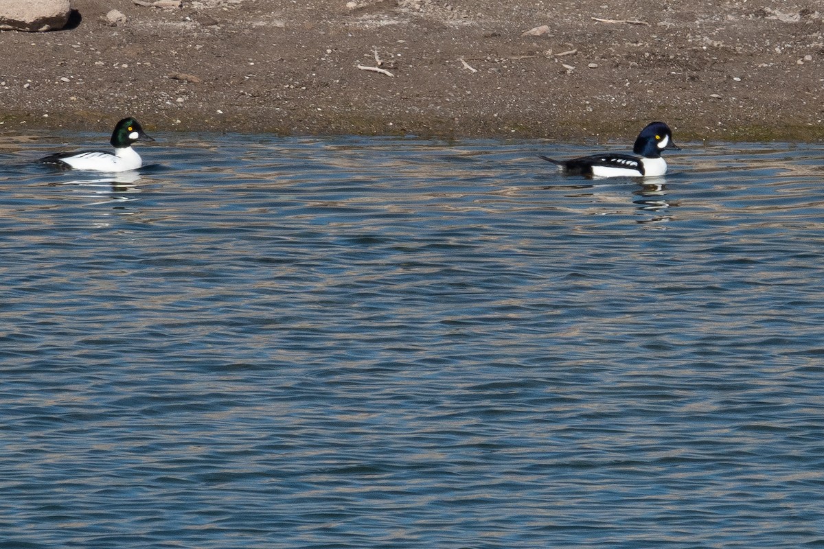 Исландский гоголь - ML646616290