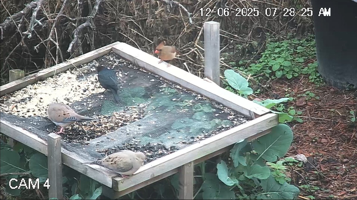 Коровий трупиал, буроголовый желтушник - ML646616291