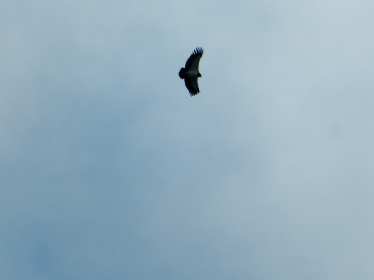 Sarcoramphe roi - ML646616292