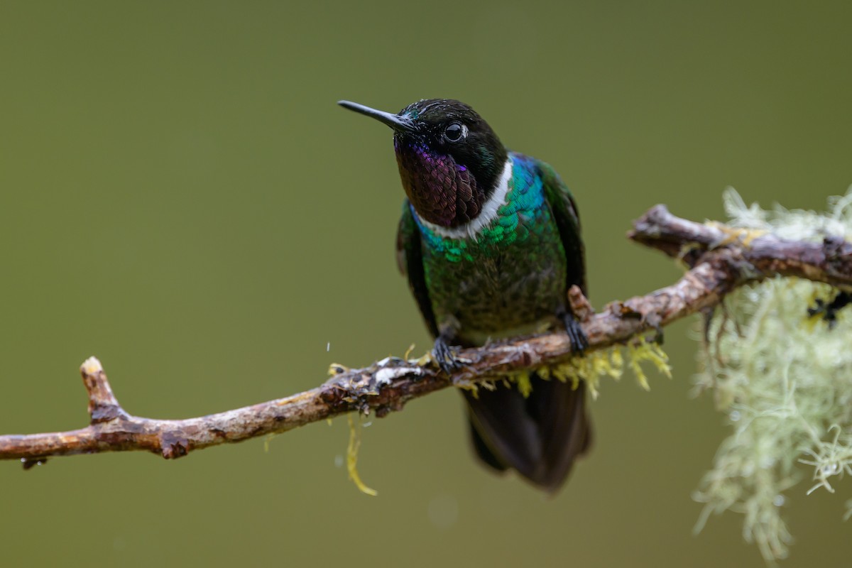 Longuemare's Sunangel - ML646616294