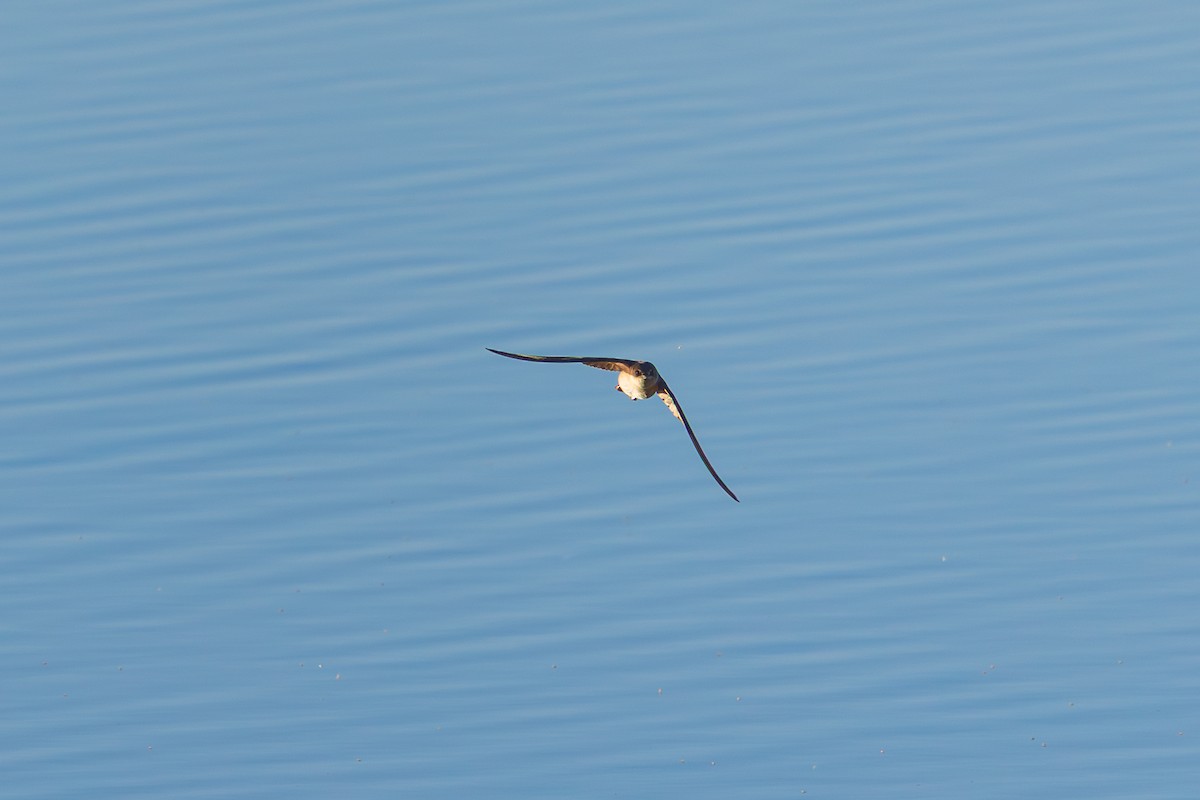 Northern Rough-winged Swallow - ML646616297