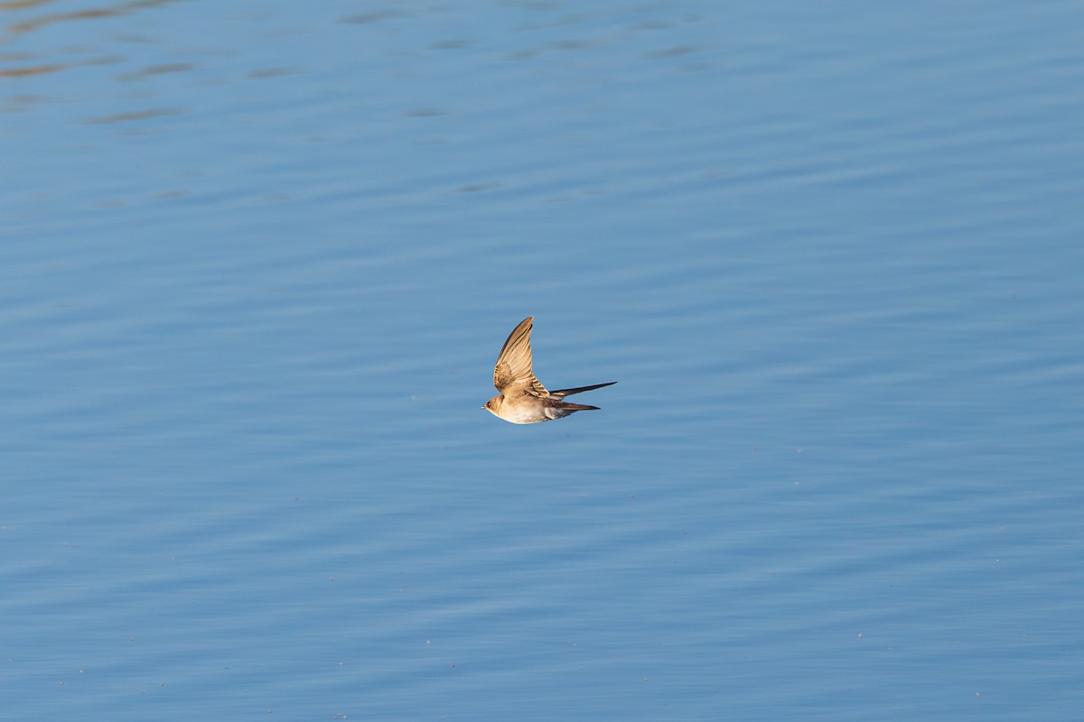 Northern Rough-winged Swallow - ML646616298
