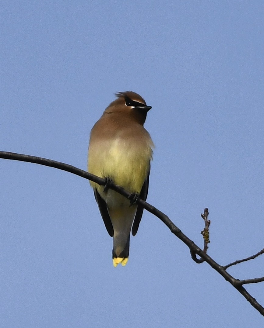 Cedar Waxwing - ML646616299