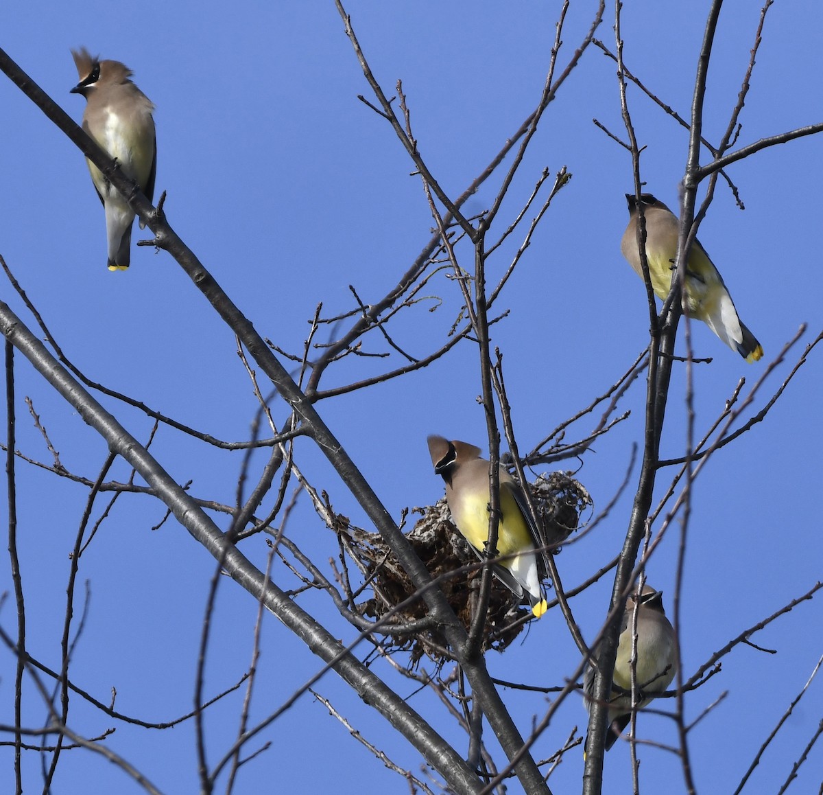 Cedar Waxwing - ML646616300