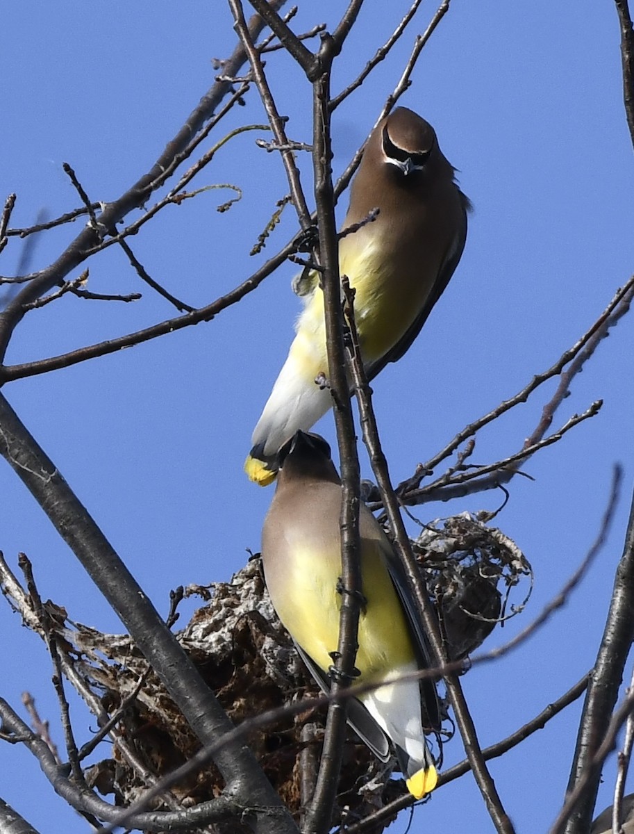 Cedar Waxwing - ML646616301