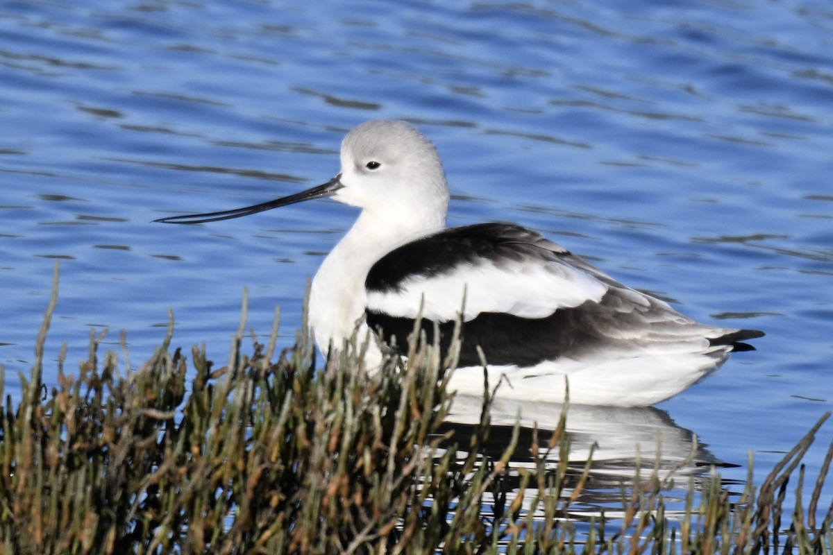 American Avocet - ML646616302