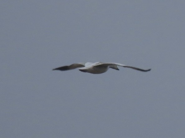 Белый гусь - ML646616304