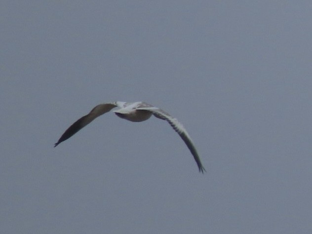 Белый гусь - ML646616305