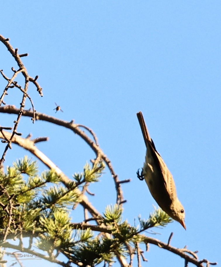 Піві великий - ML646616316