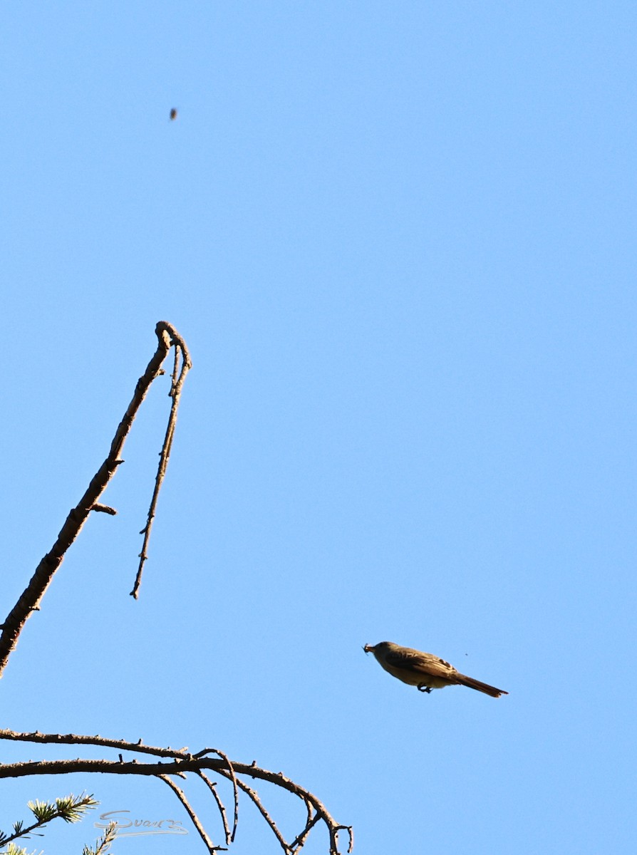 Піві великий - ML646616317