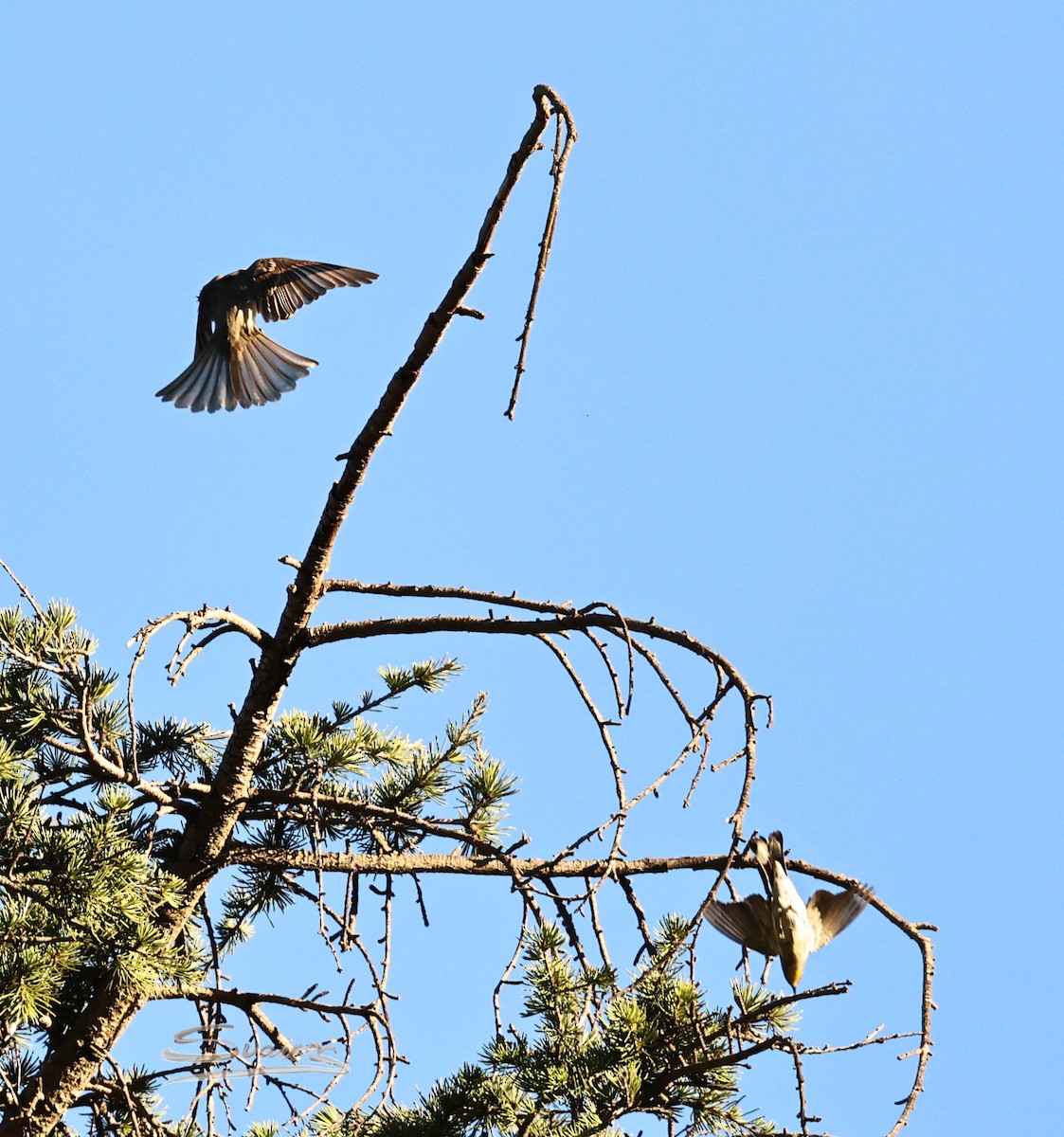 Піві великий - ML646616318