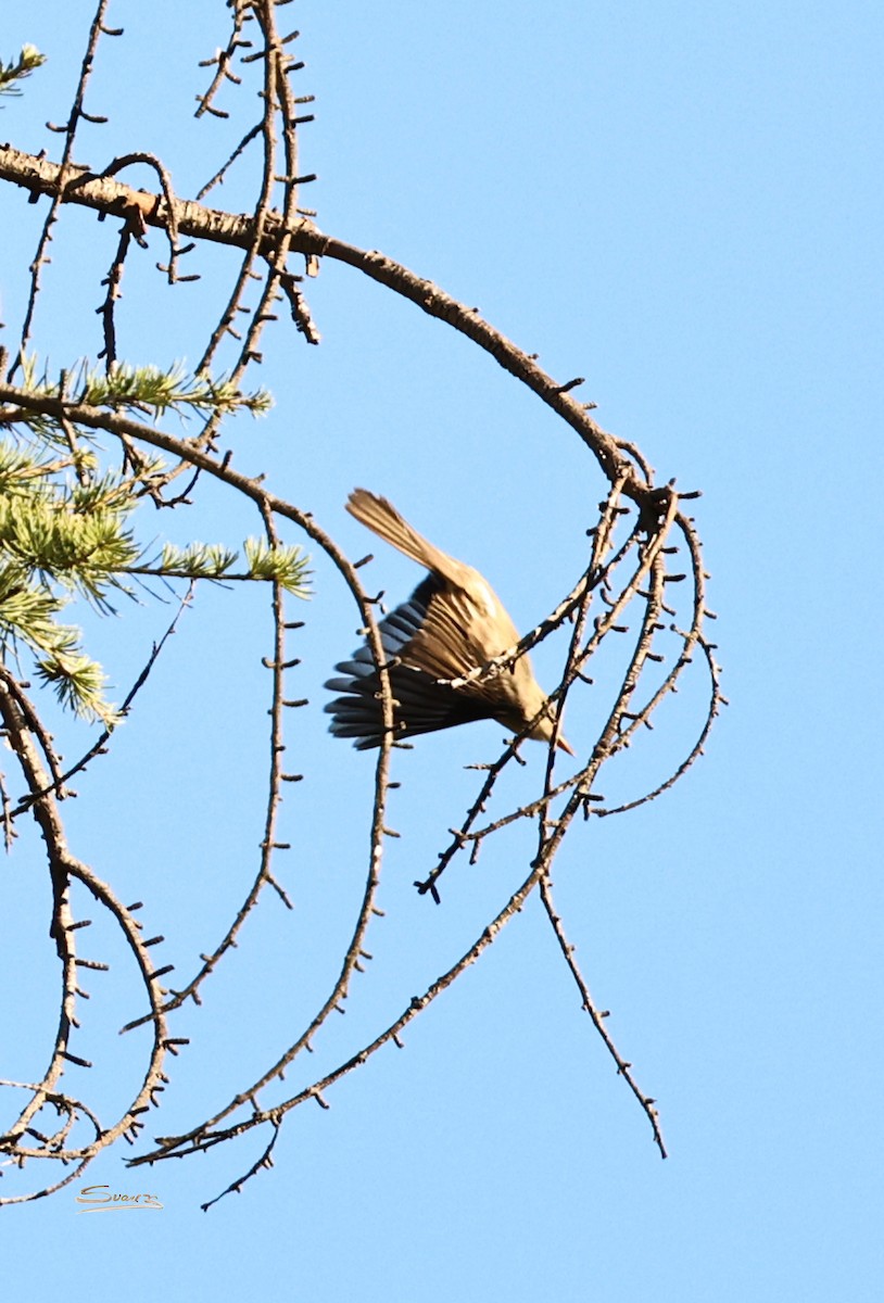 Піві великий - ML646616319