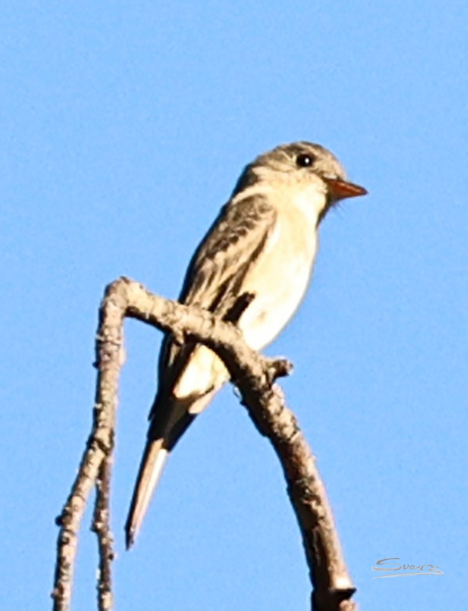 Піві великий - ML646616320