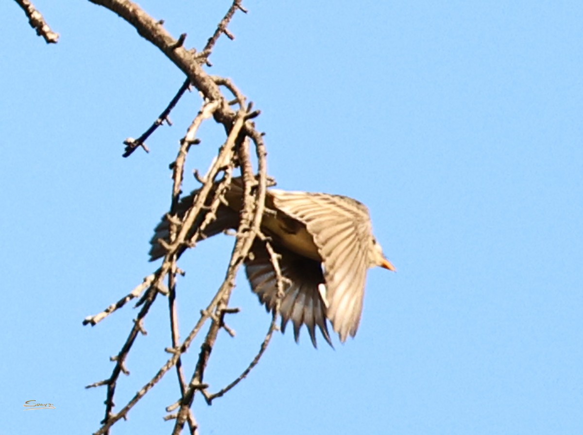 Піві великий - ML646616321