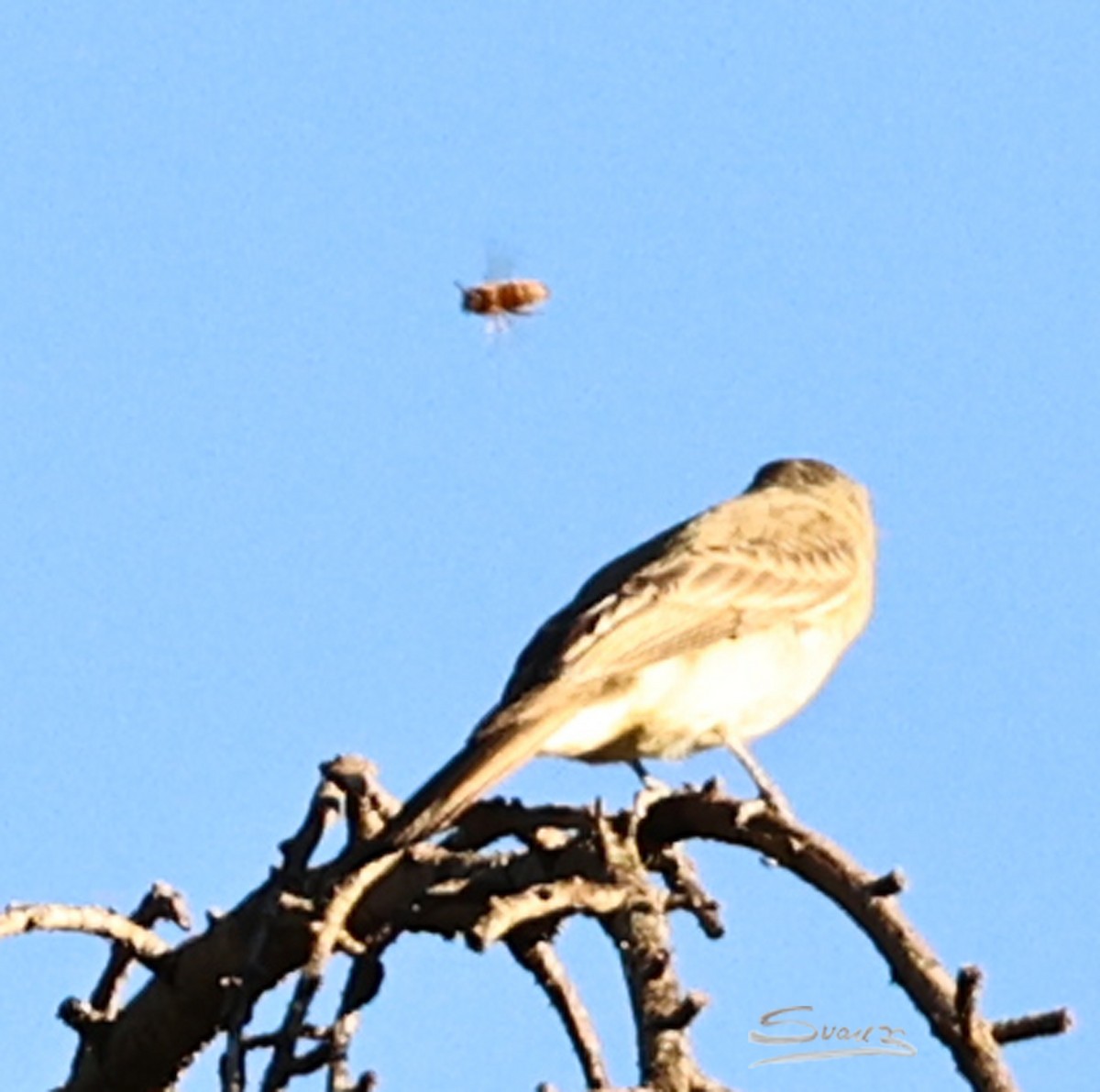 Піві великий - ML646616322