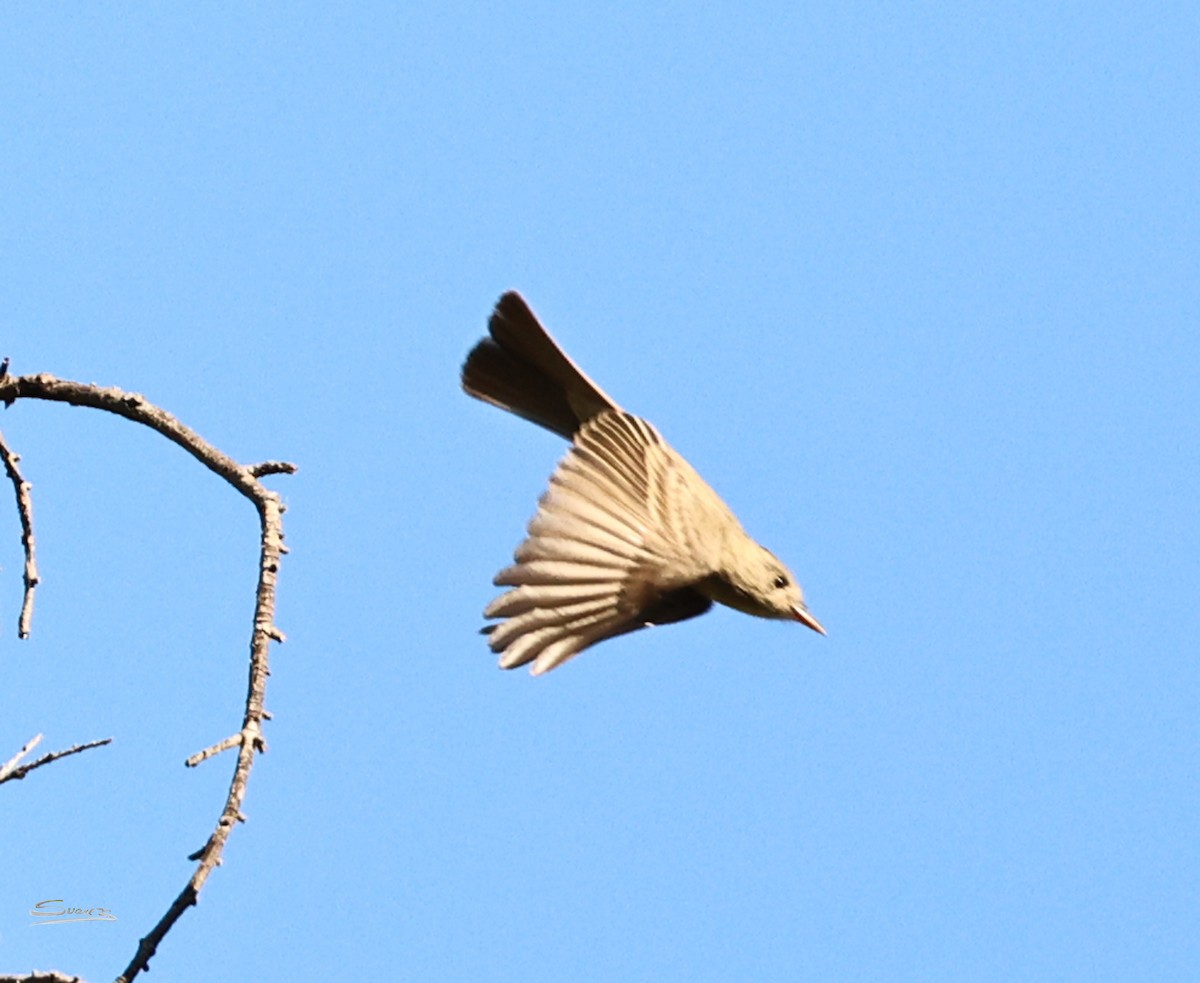 Піві великий - ML646616323