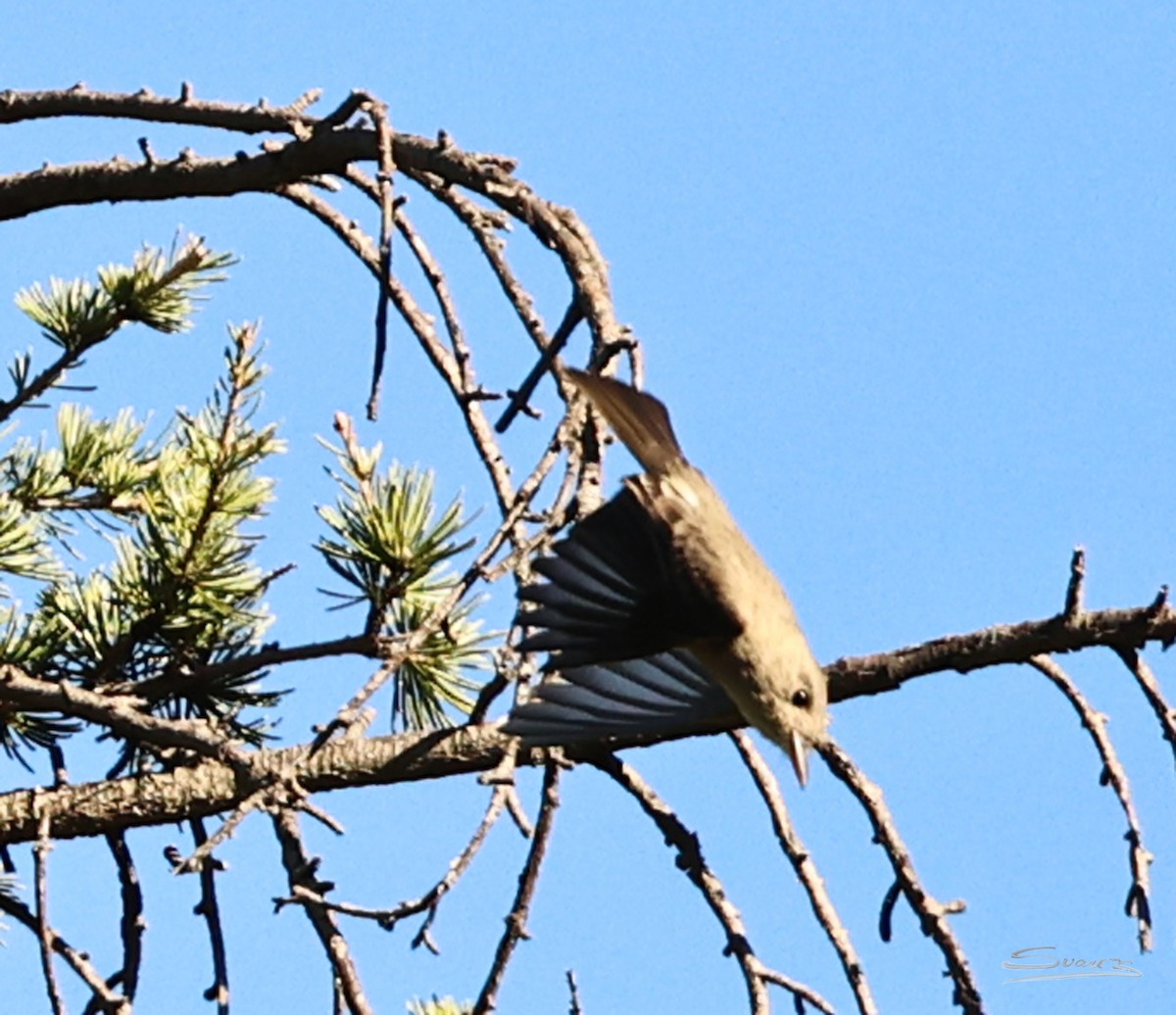 Піві великий - ML646616324