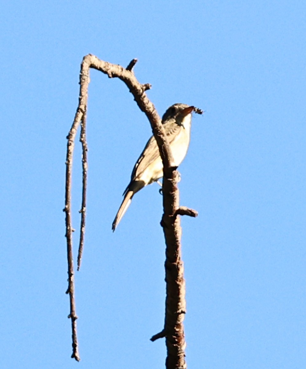 Піві великий - ML646616326