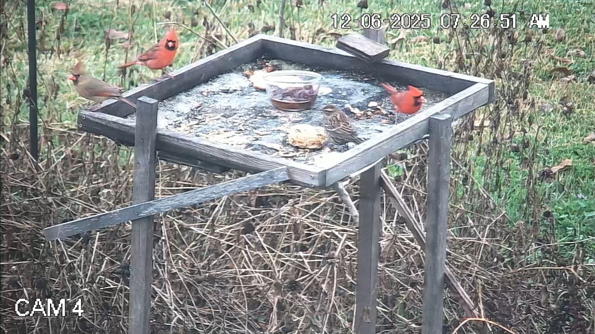 Красный кардинал - ML646616328