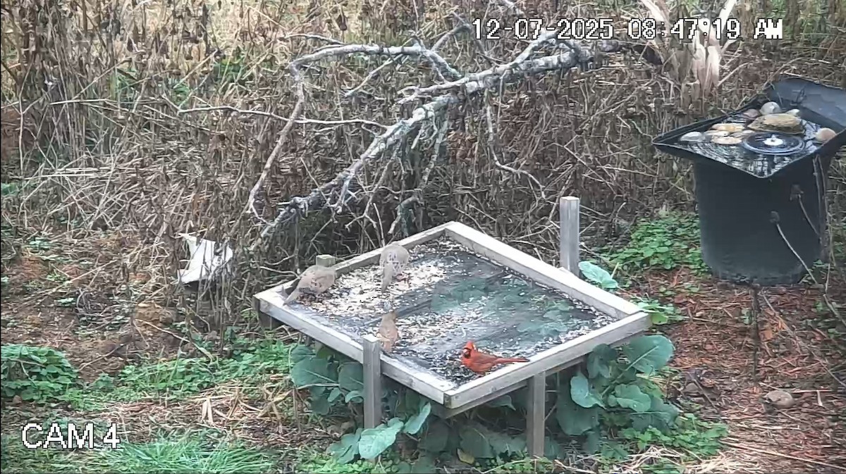 Красный кардинал - ML646616329