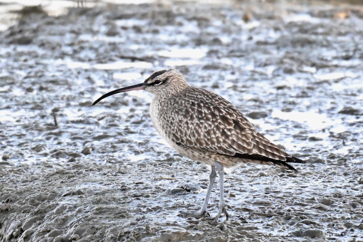 Hudsonian Whimbrel - ML646616330