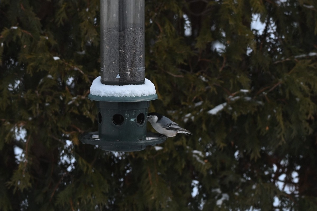 Weißbrustkleiber - ML646616332