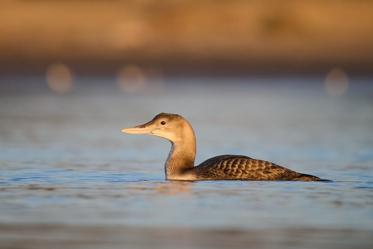 Гагара білодзьоба - ML646616335