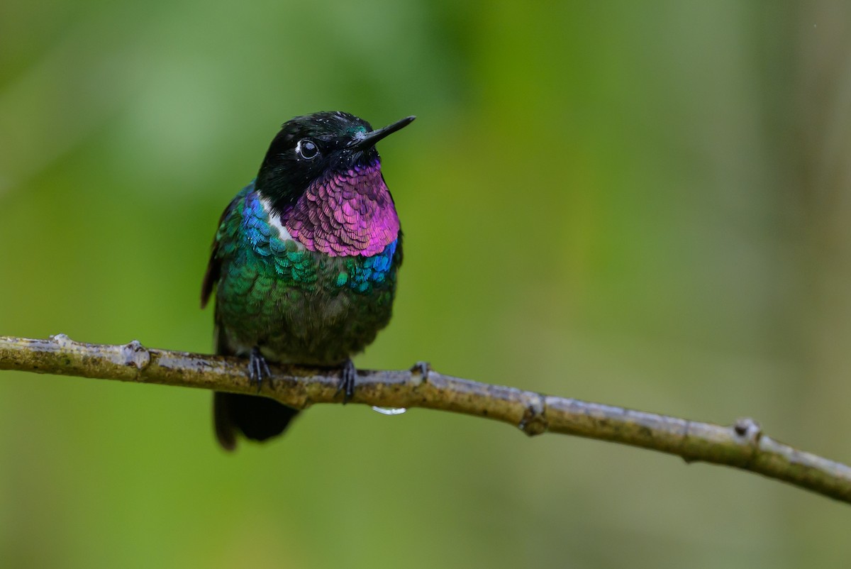 Longuemare's Sunangel - ML646616336