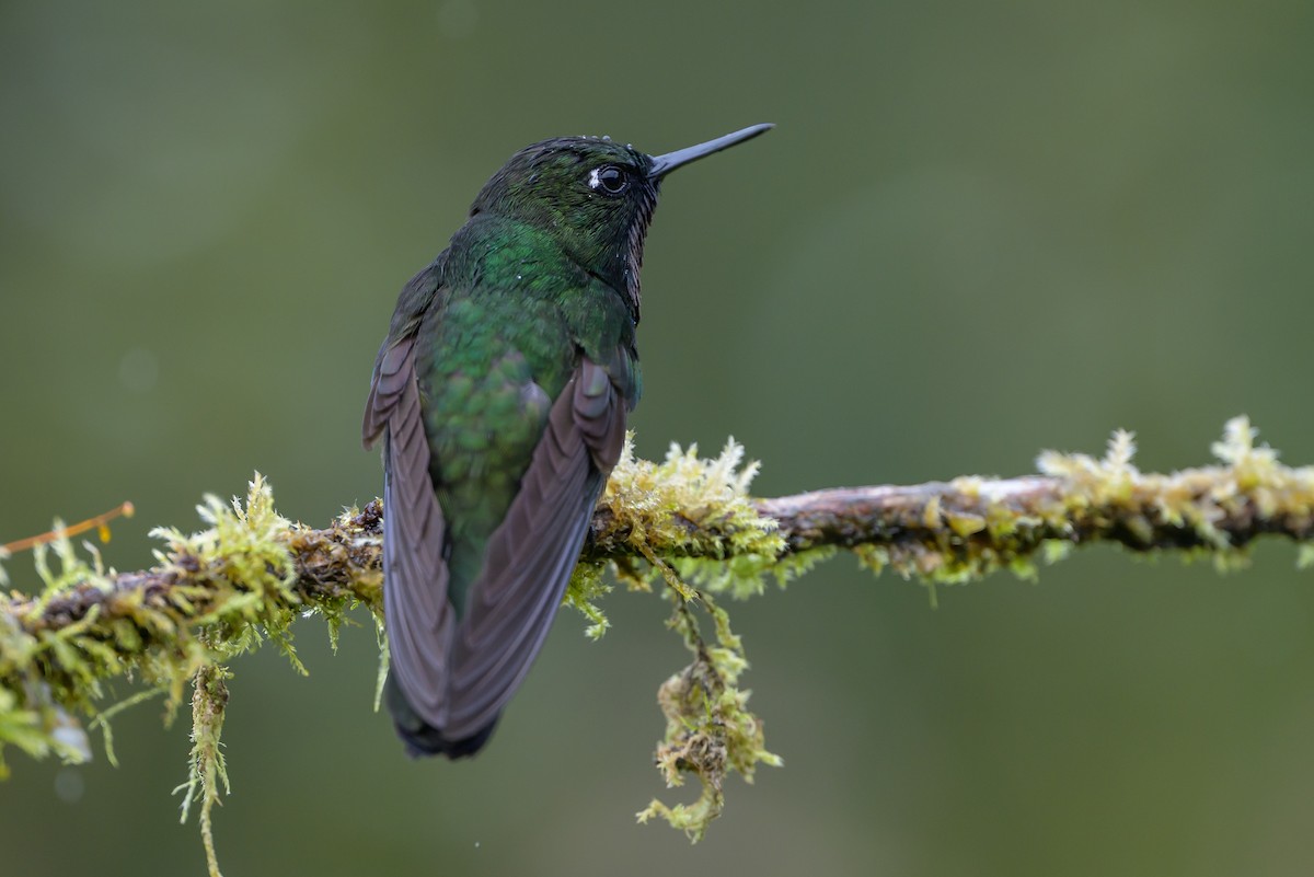 Longuemare's Sunangel - ML646616337