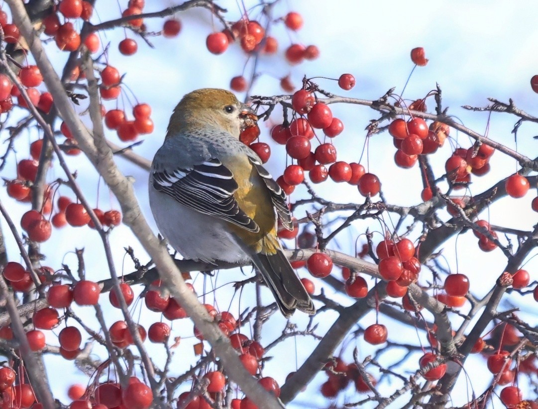 Pinu-gailupa - ML646616340