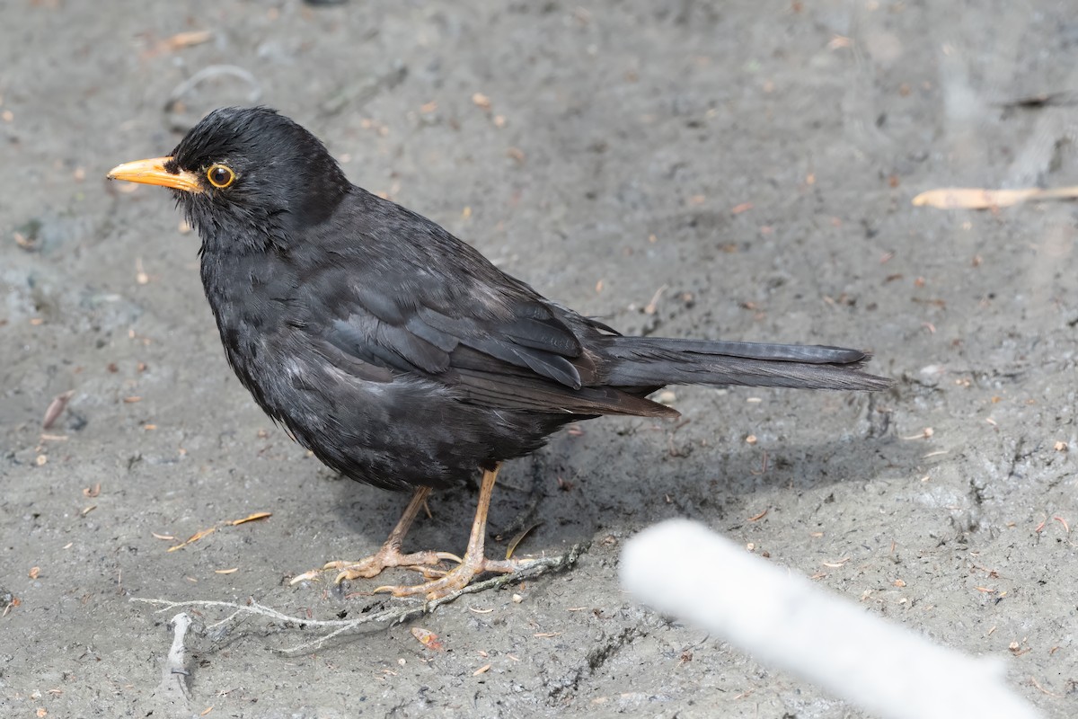Eurasian Blackbird - ML646616342