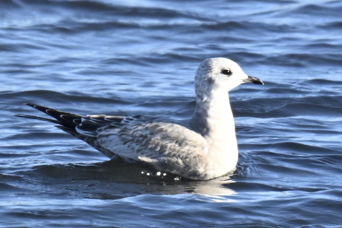 Short-billed Gull - ML646616344