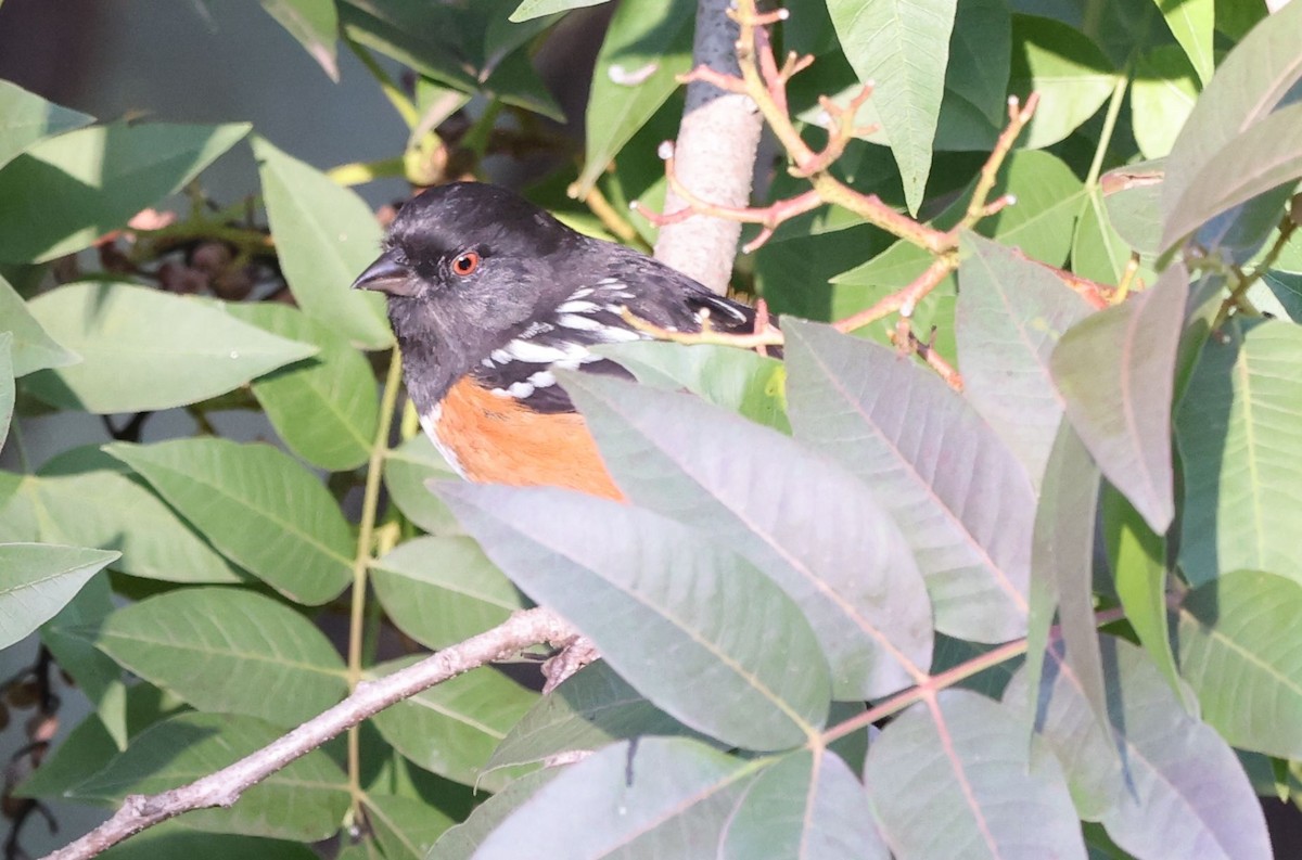 Toquí Moteado - ML646616345