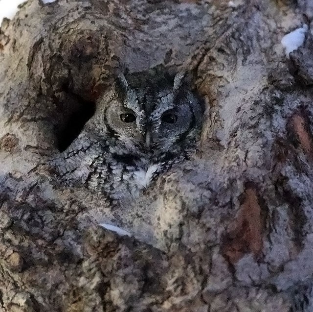 Eastern Screech-Owl - ML646616348