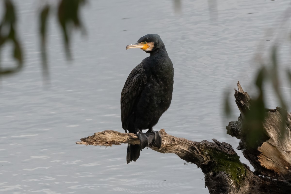 鸕鷀 - ML646616349