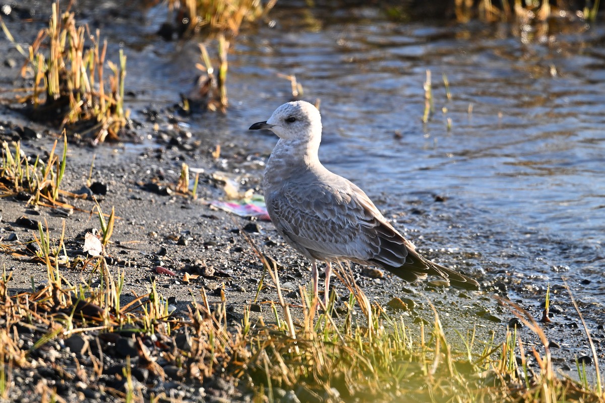 Short-billed Gull - ML646616350