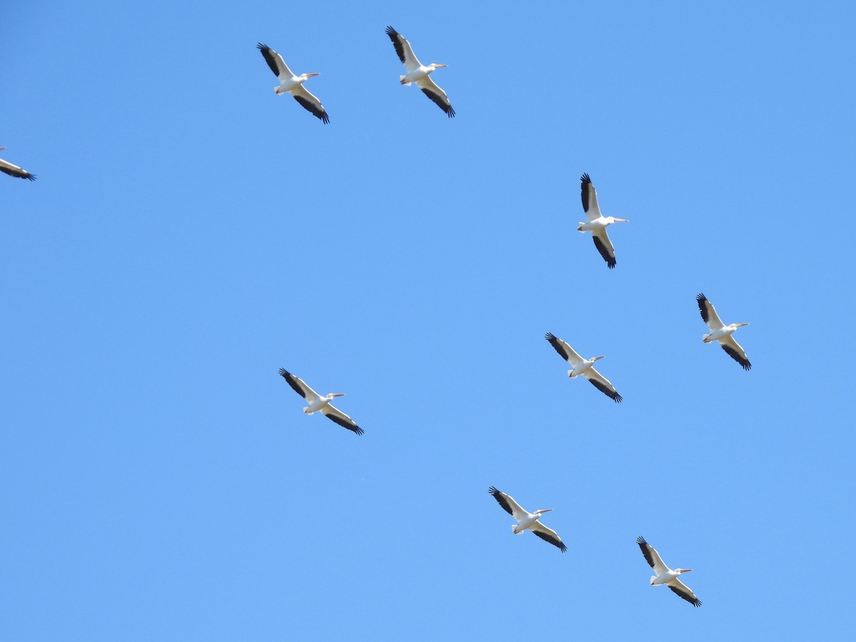 American White Pelican - ML646616359