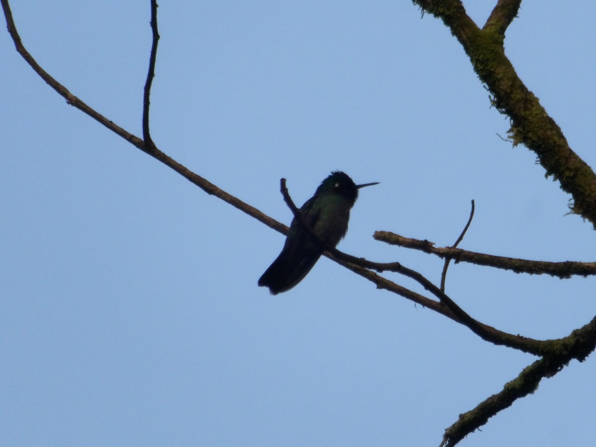 Colibri à tête violette - ML646616360