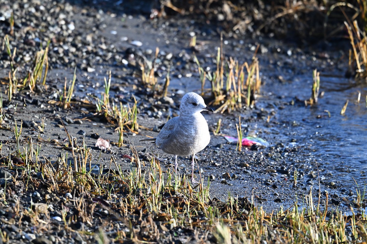 Short-billed Gull - ML646616364