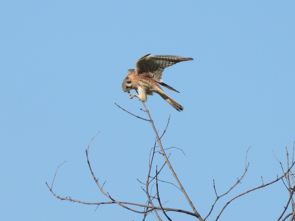 American Kestrel - ML646616367