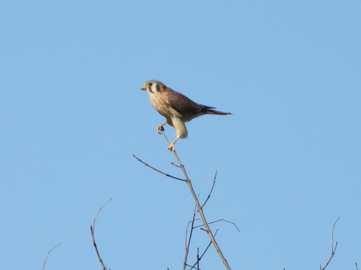 American Kestrel - ML646616368