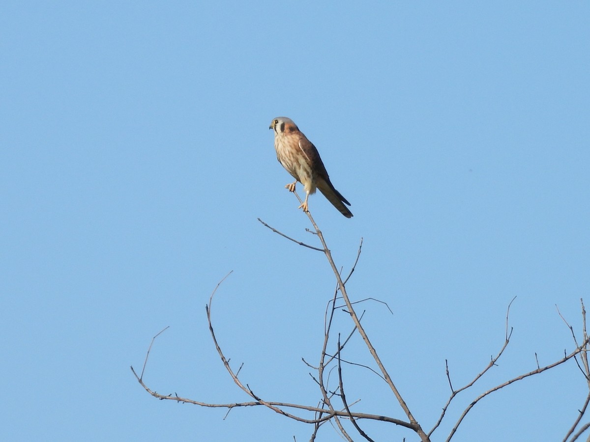 American Kestrel - ML646616369