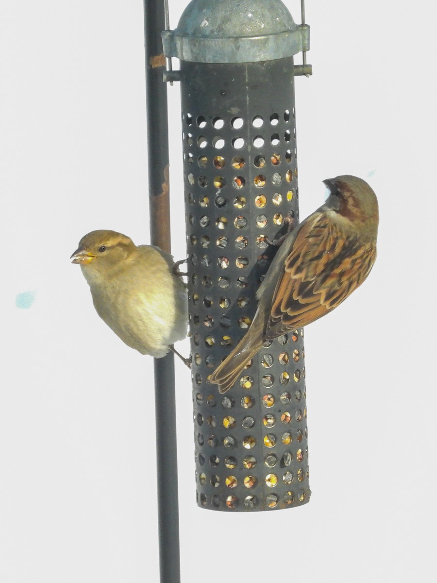 Passera oltremontana - ML646616374