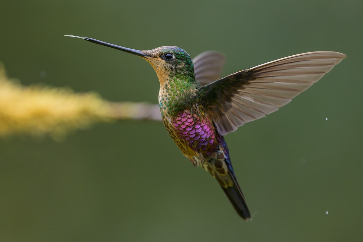 Blue-throated Starfrontlet - ML646616375