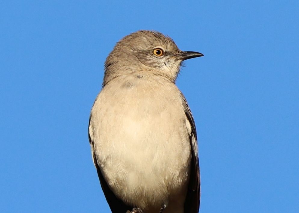 Northern Mockingbird - ML646616376