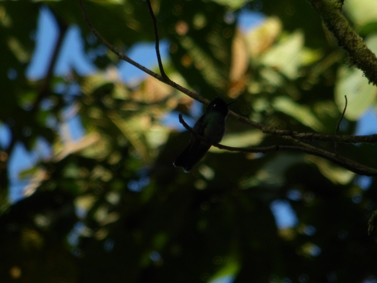 Colibri à tête violette - ML646616377